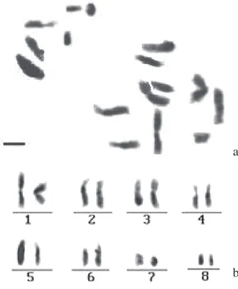 Figura 4. Representação ideográfica dos cromossomos de
