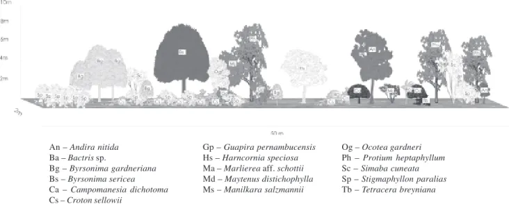 Figura 2. Perfil fisionômico do fruticeto aberto não inundável da restinga de Ariquindá, Tamandaré, PE, Brasil.