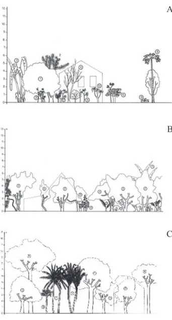 Figura 1. Perfil da estrutura vertical dos três tipos predominantes de quintais agroflorestais da comunidade de Riachão de Malhada de Pedra, município de Caruaru, Pernambuco (Nordeste do Brasil), representada por três níveis de estratificação: A