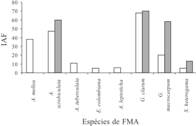 Figura 1. Índice de abundância e freqüência (IAF) das espécies de fungos micorrízicos arbusculares (FMAs)  encontradas nos resíduos de bauxita e revegetados com plantio misto de espécies arbóreas e Acacia holosericea A