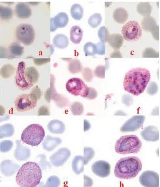 Figure 2.4: Illustrative examples of thin smear cropped sub-images (from [39]).