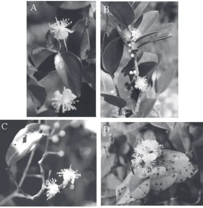 Figura 1. Ramos floridos: A. Eugenia uniflora L. B. E. rotundifolia Cambess. C. E. punicifolia (Kunth) DC.; D