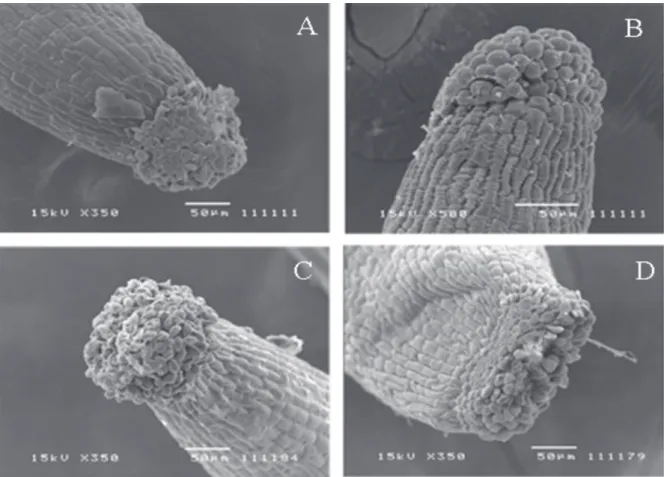 Figura 2. Estigmas papilosos vistos em microscopia de varredura: A. Eugenia uniflora L