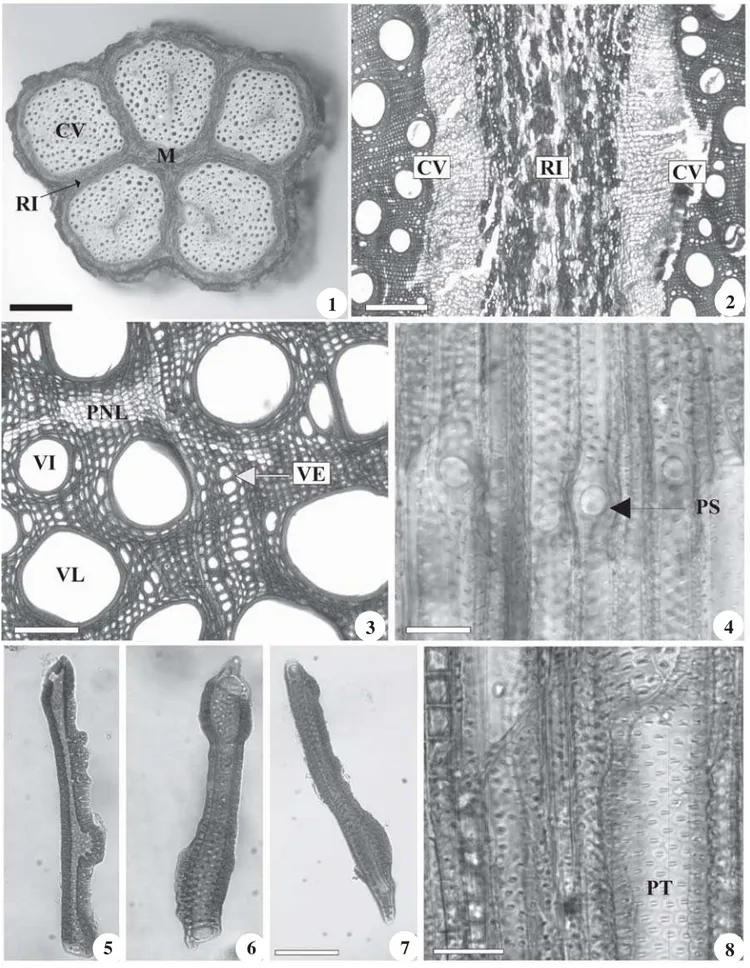 Figura 1. Caule adulto de Serjania corrugata Radlk., onde se observam cinco cilindros vasculares (CV) dispostos radialmente em torno da medula (M), separados por regiões intermediárias (RI)