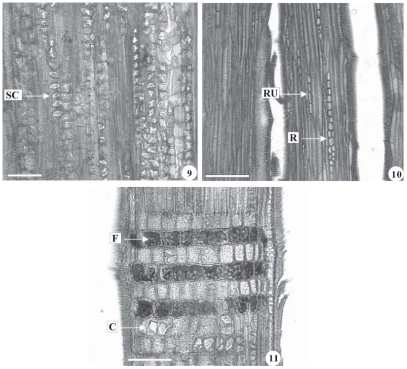 Figura 9. Seção longitudinal tangencial do lenho, evidenciando séries cristalíferas (SC)