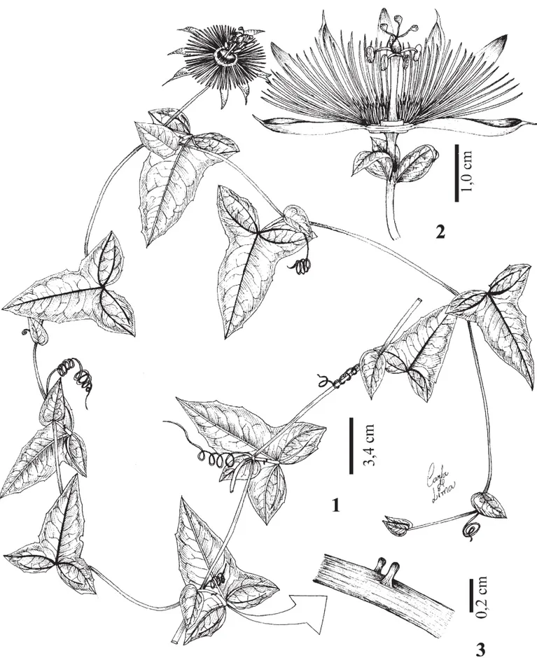 Figura 1. Passiflora mucugeana T.S. Nunes &amp; L.P. de Queiroz. 1. Hábito. 2. Flor em corte transversal