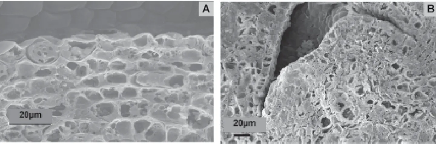 Figura 5. Eletromicrografias de varredura dos meristemas apicais do eixo embrionário de sementes de Eugenia pyriformis Camb