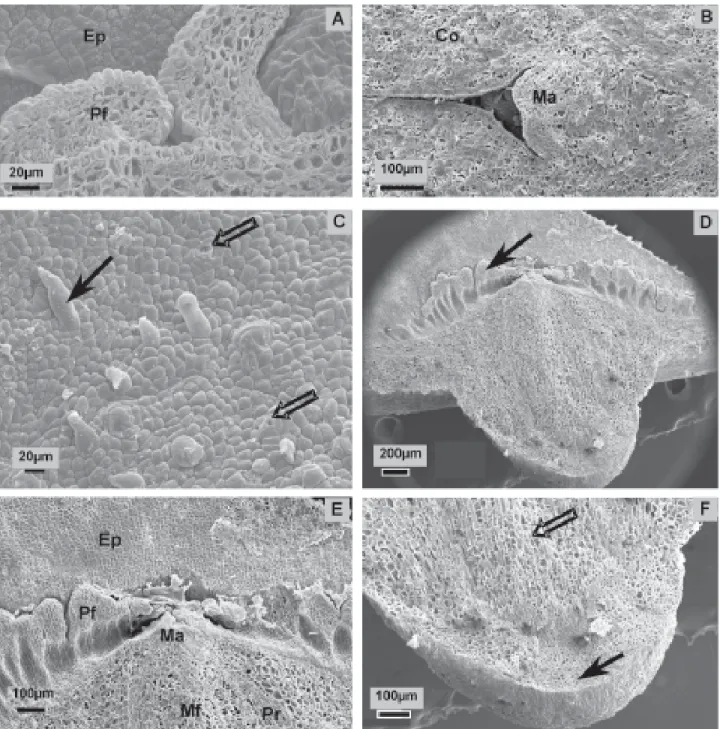Figura 3. Eletromicrografias de varredura de sementes de Eugenia pyriformis Camb. A. Detalhe de primórdios foliares em corte longitudinal