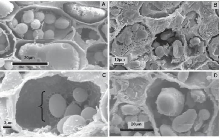 Figura 4. Eletromicrografias de varredura de células do meristema fundamental da região de conexão entre o eixo embrionário e os cotilédones de sementes de Eugenia pyriformis Camb