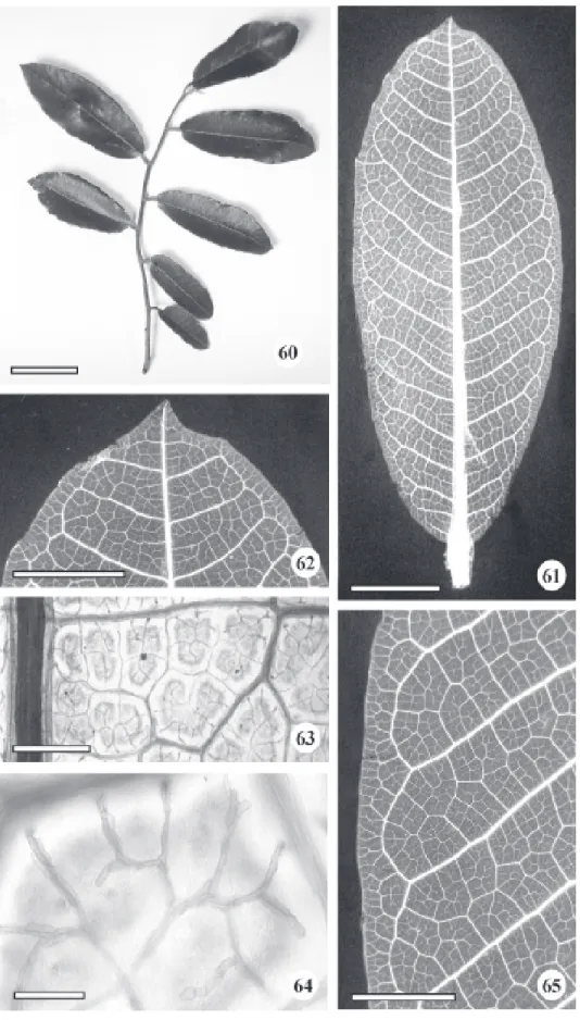 Figura 60-65. Folha de Brosimum gaudichaudii Trécul. 60. Aspecto geral do ramo mostrando filotaxia alterna