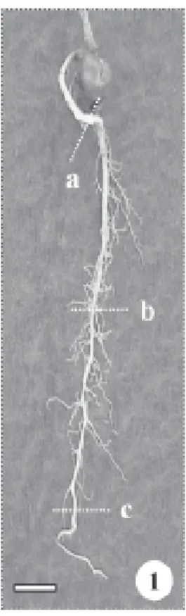 Figura 1. Raiz primária do tirodendro de Brosimum gaudichaudii Trécul. a. Região proximal
