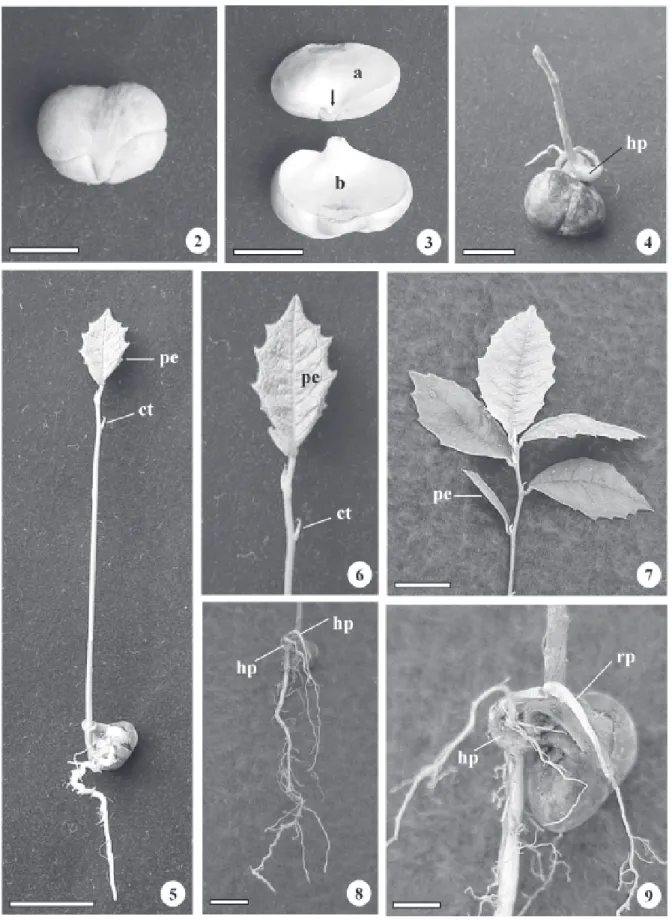 Figura 2-9. Embrião (2-3), plântula (4-6) e tirodendro (7-9) de Brosimum gaudichaudii Trécul