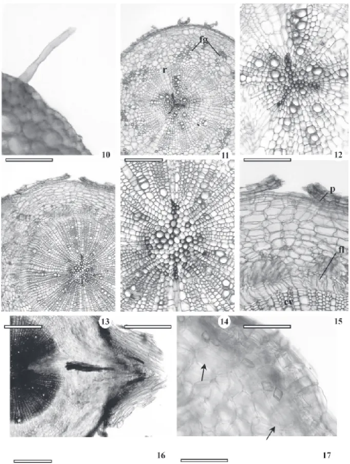 Figura 10-17. Secções transversais da raiz principal do tirodendro de Brosimum gaudichaudii Trécul