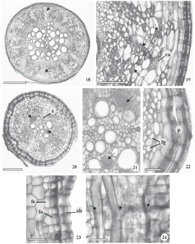Figura 18-24. Raízes adventícias da planta adulta de Brosimum gaudichaudii Trécul em secções transversais (18-22) e secções longitudinais (23-24)