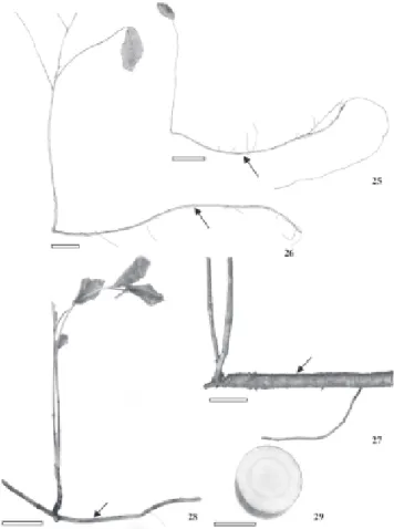 Figura 25-29. Espécimes (25-28) de Brosimum gaudichaudii Trécul com raízes gemíferas (setas) de diferentes diâmetros e ramificações caulinares
