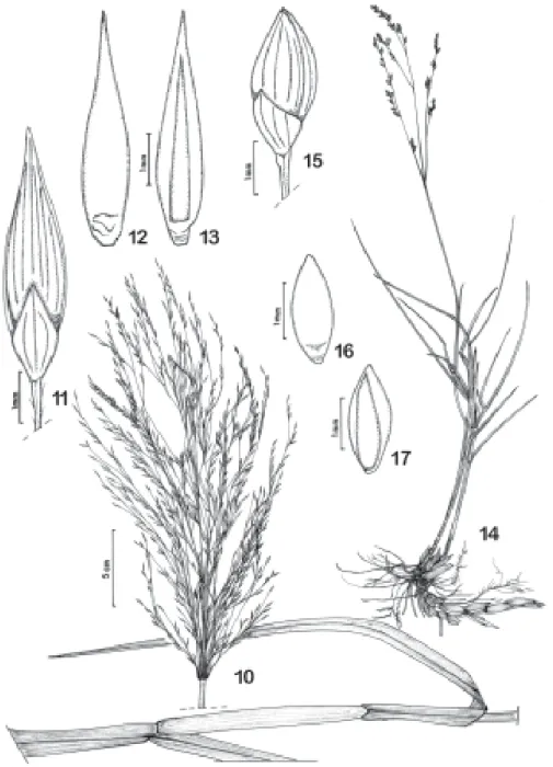 Figura 10-17. Panicum elephantipes Trin. 10. Inflorescência e colmo. 11. Espigueta, vista frontal