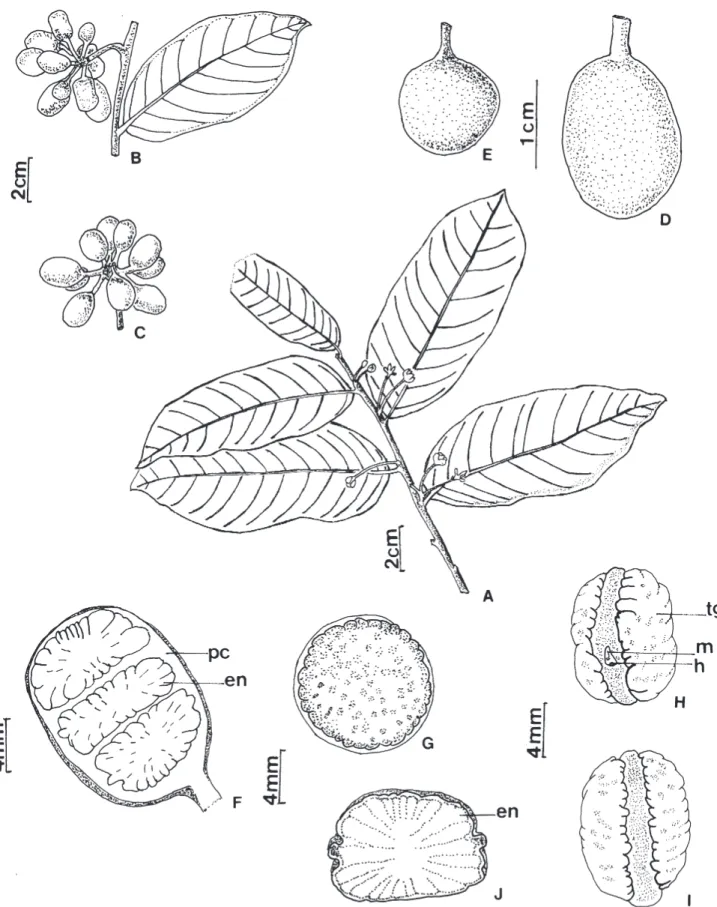 Figura 1. Unonopsis lindmanii Fries. A. Ramo fértil. B-C. Fruto múltiplo com frutíolos livres entre si