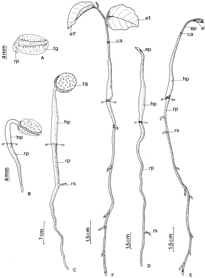 Figura 4. Unonopsis lindmanii Fries.  A. Semente embebida e início da ruptura do tegumento