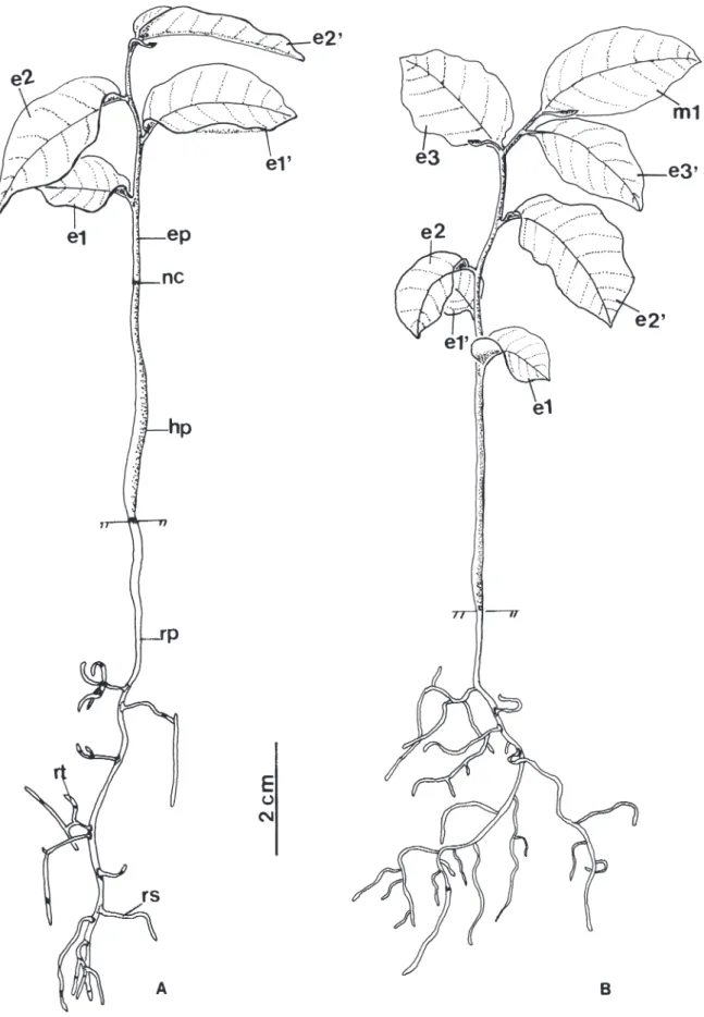 Figura 5. Unonopsis lindmanii Fries. A. Plântula com cinco meses. B. Planta jovem com seis meses