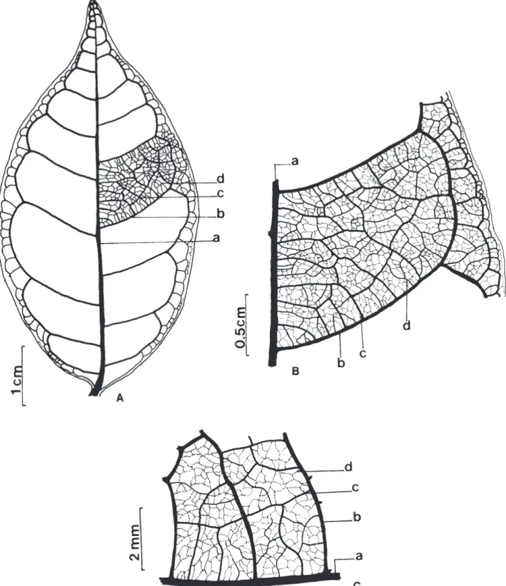 Figura 6. Unonopsis lindmanii Fries.  A -B. Padrão geral de venação. C. Venação menor