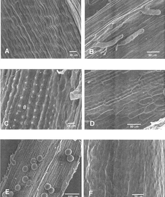Figura 1. Detalhes da superfície de frutos em MEV - A. Mikania oreophila M.R. Ritter &amp; Miotto - grupo 1 (Silveira &amp; Mansan 11924, HAS)