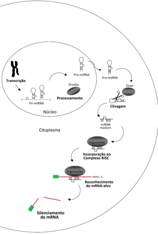 Figura 3. Biogênese e via de silenciamento do miRNA. O gene de miRNA é transcrito para gerar um  miRNA primário (pri-miRNA), este por sua vez, sofre clivagem no núcleo para formar o percussor do  miRNA (pré-miRNA)