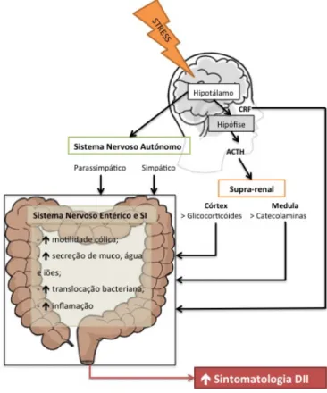 Figura   7   -­‐   O   efeito   do   stress   no   eixo   cérebro-­‐intestinal,   adaptado   de   Pirinen   T.,    2012