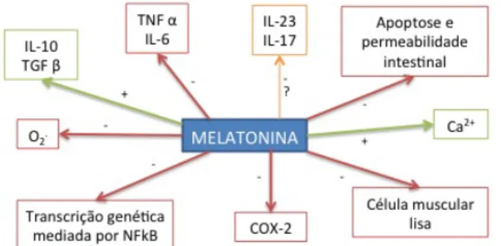 Figura   10   -­‐   Efeitos   da   melatonina   no   trato   GI (6) 