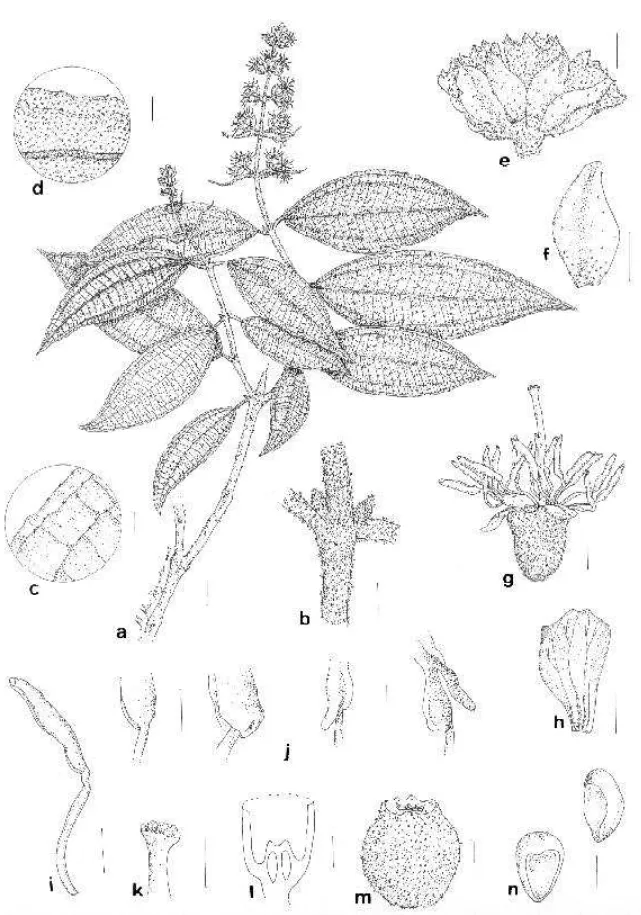 Figura 1. Miconia kriegeriana  Ruiz &amp; Pav. a. Ramo florífero. b. Detalhe do ramo. c-d