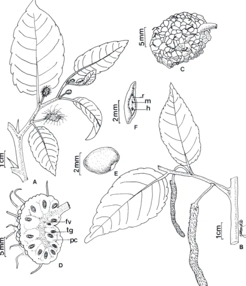 Figura 1. Inflorescências e morfologia do fruto e da semente de M. tinctoria (L.) D. Don
