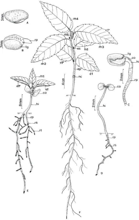 Figura 4. Estádios sucessivos de desenvolvimento da plântula e planta jovem de M. tinctoria (L.) D