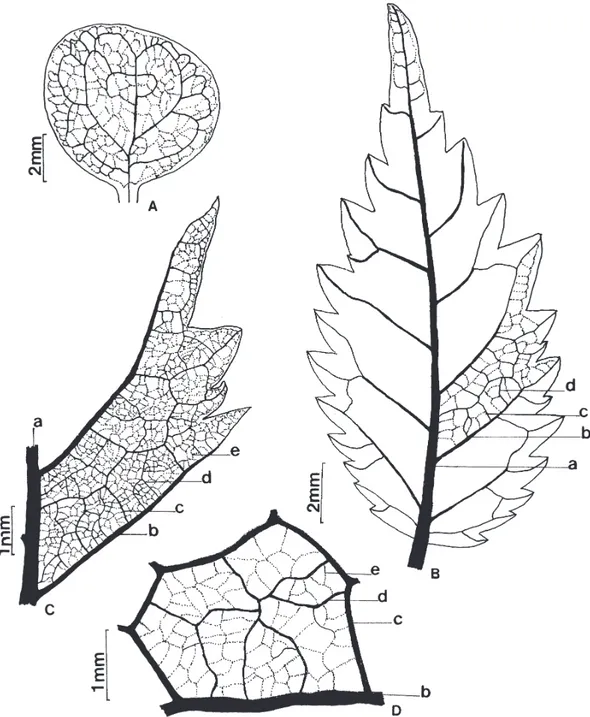 Figura 5. Padrões de venação observados em cotiledónes e metáfilos de M. tinctoria (L.) D
