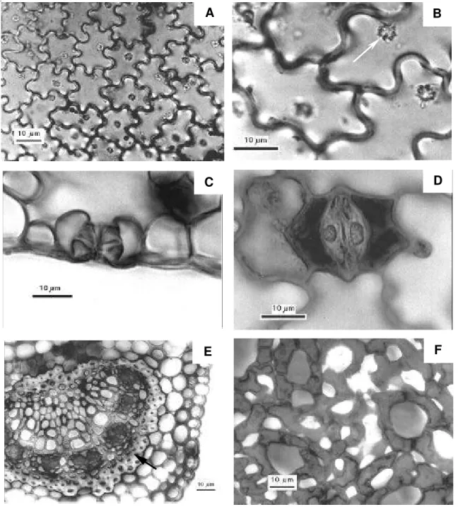 Figura 2. Seções paradérmicas (A, B, D e F) e transversais (C e E) de folhas de Xylopia brasiliensis Sprengel