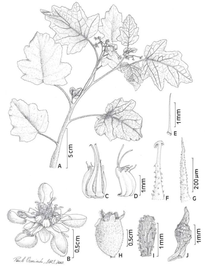 Figura 1. Loasa parviflora Schrad. (A-I,  M.G. Bovini 2260). A. Parte do ramo; B. Flor