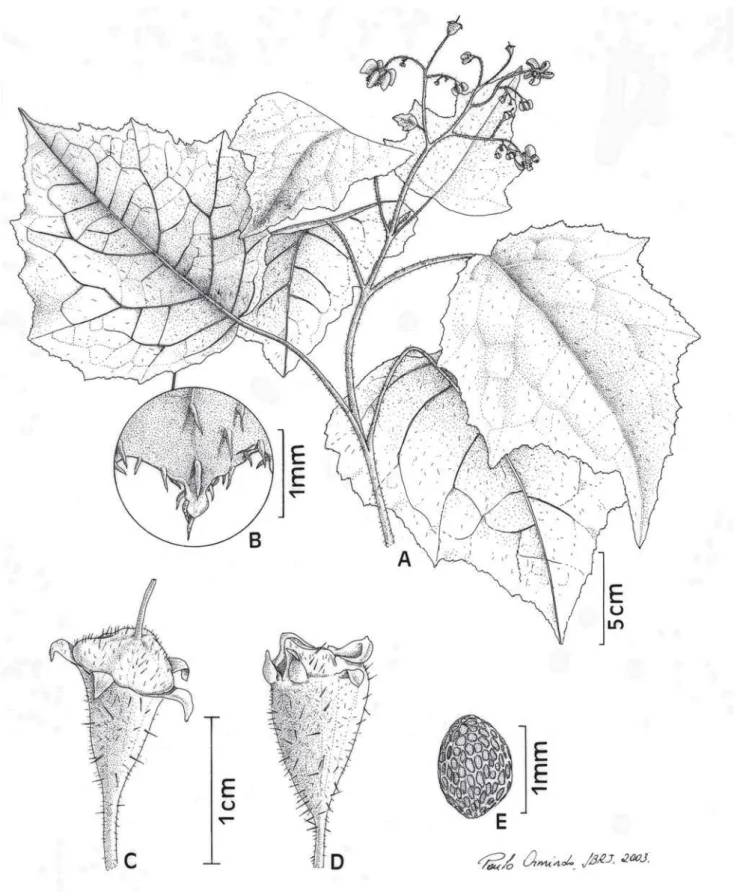 Figura 2. Loasa uleana Urb. &amp; Gilg (A-D, M.G.Bovini 2267). A. Parte do ramo. B. Hidatódio