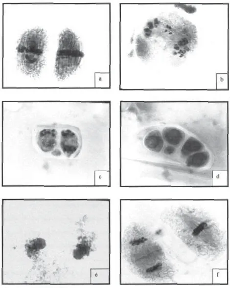 Figura 1. a. Metáfase II com cromossomos fora da placa em Spathiphyllum wallisii Regel; b