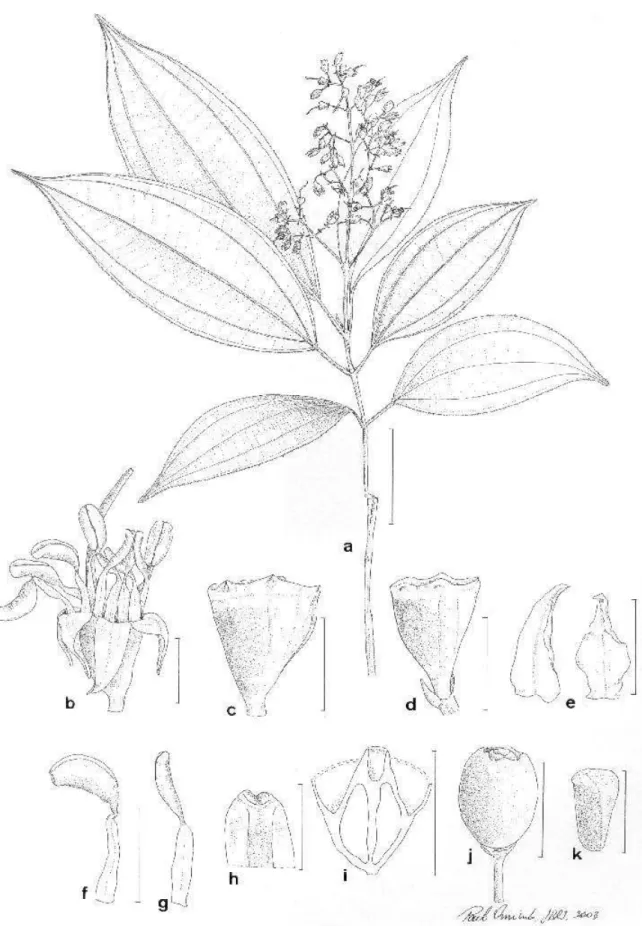 Figura 1. Leandra truncata Baumgratz &amp; D’El Rei Souza (P. Campos Porto 3175; fruto e semente: R.A.A