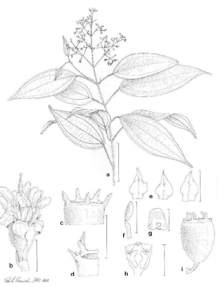 Figura 2. Leandra mattosii Baumgratz &amp; D’El Rei Souza (J. Mattos &amp; N. Mattos 14260; figura d: M