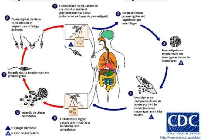 Figura 1: Ciclo biológico do parasito do gênero Leishmania. 