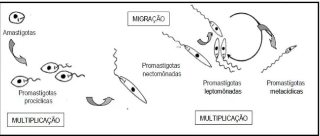 Figura  4:  Fases  de  desenvolvimento  de  Leishmania  spp.  no  trato  gastrointestinal  do  inseto  vetor