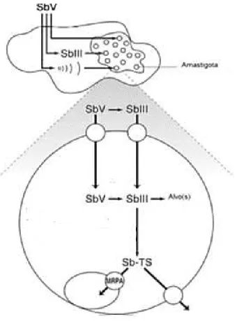 Figura 5: Entrada e ação do antimonial pentavalente na forma amastigota de Leishmania