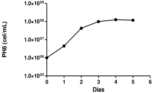 Gráfico 1: Curva de crescimento das formas promastigotas de Leishmania (L.) amazonensis
