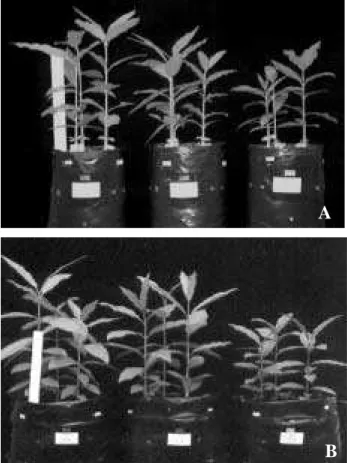 Figura 1. Aspecto das plantas jovens de Tabebuia aurea (Manso) Benth. &amp; Hook f. ex S