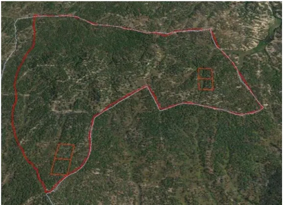 Figure 2. Map of the experimental site in a pure cork oak stand. The management area, identified by  the red line, is 308.8 ha