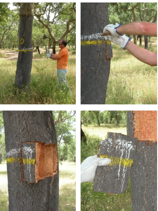 Figure  3.  Cork  sampling  of  a  tree  in  the  trial.  Each  cork  sample  is  approximately 20 cm x 20 cm and is extracted at breast height