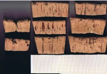 Figure 4. Cork sample showing annual cork growth rings. 