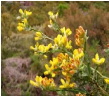 Figura 3 – Planta da carqueja, folhas e flores  (http://pt.wikipedia.org/wiki/Pterospartum_tridentatum).