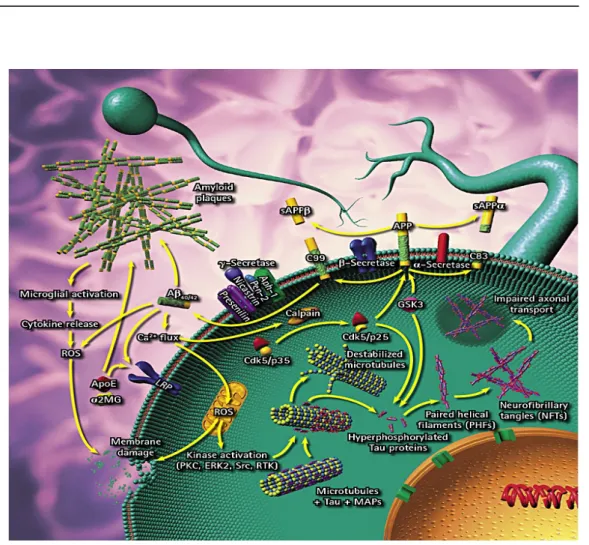 Figura   13-  Vias   de   formação   de   placas   amilóides   e   entrançamento microfibrilhares   nos   neurónios   de   pacientes   com   a   doença   de   Alzheimer  (www.calbiochem.com/alzheimers).