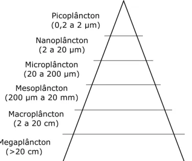 Figure 1: Classificação dos organismos planctônicos quanto à dimensão. 