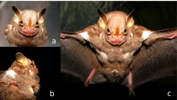 Figure   2.  Adult   male   of  Ametrida   centurio  (UFPB   9154)   from  Guaribas   Biological   Reserve,   municipality   of Mamanguape, state of Paraíba, northeastern Brazil (a) Detail of the face, especially the yellowish iris (b) Lateral view, highli